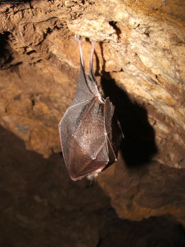 Foto: N�v�t�va podzem� a setk�n� netop�rem