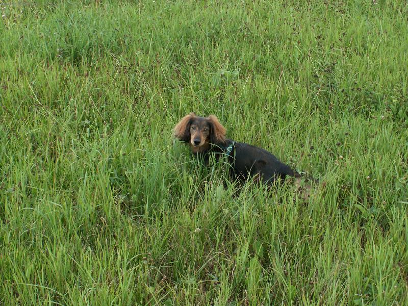 Foto: �elma vyru�en� p�i lovu-jezev��k v poln� zeleni