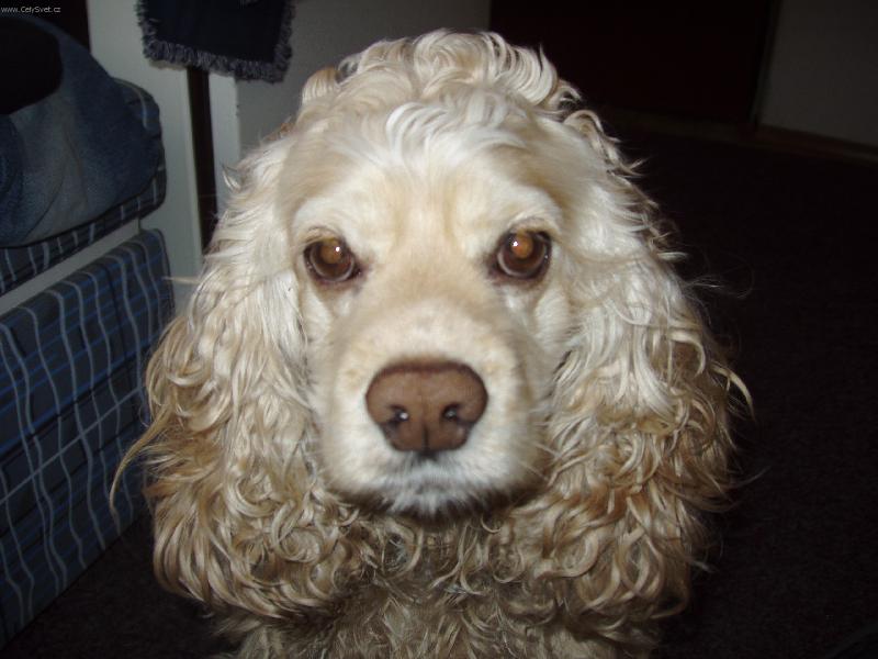 Foto: Vykulen� Kessinka-Ooo co to tady na m� blik�??