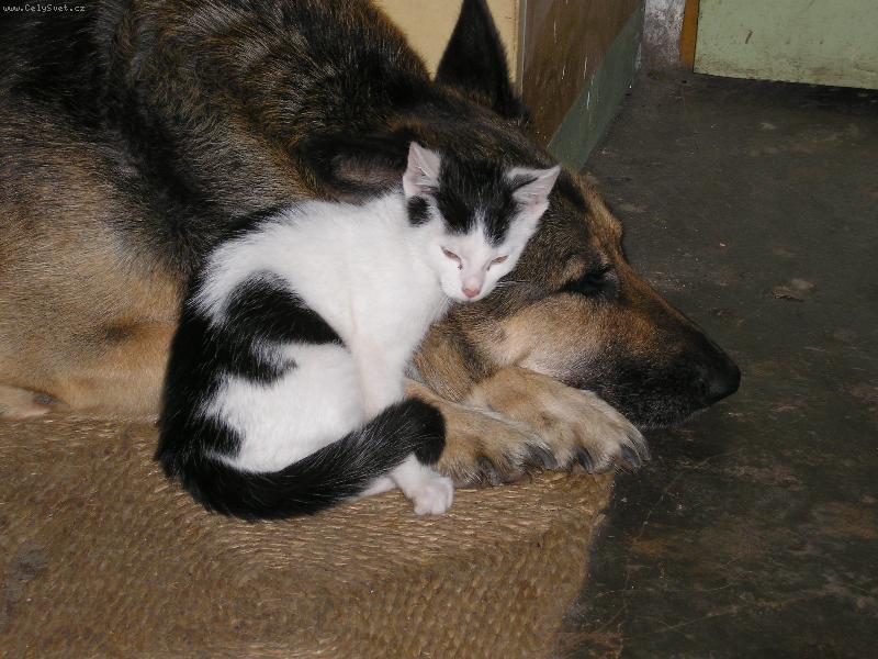 Foto: Karkulka a kot�-Karkulka a kot�