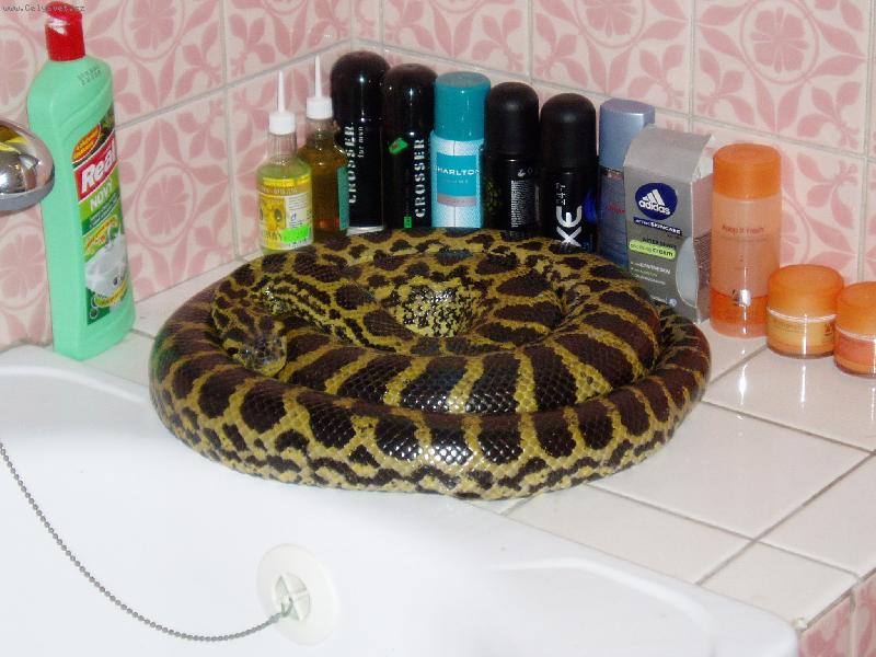 Foto: Tak tohle se jen tak nevid�!-Anakonda �lut� na v�h�evu :-)