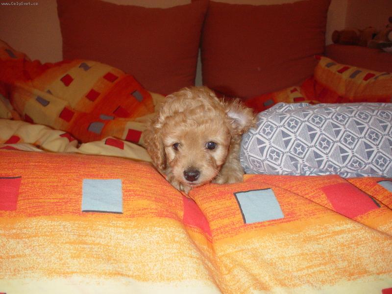 Foto: Lussynka-Poj�te si hr�t,v�dy� jsou 3hodiny r�no!!!!!