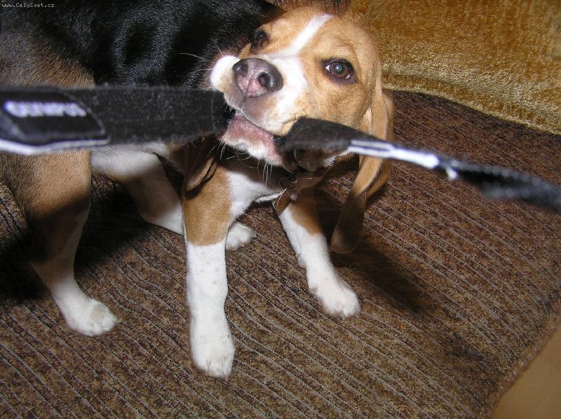 Foto: Kerry-U� dos�, nefo�te ma!