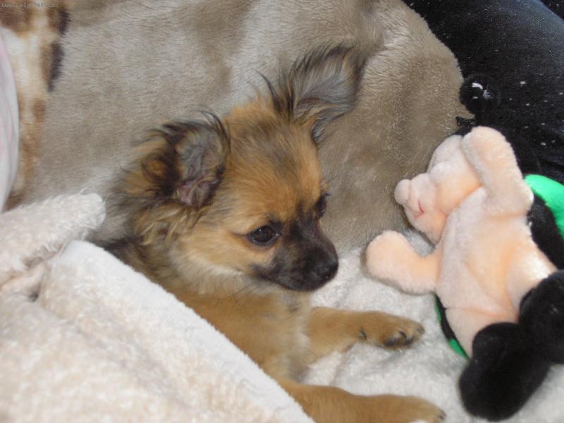 Foto: Moje miminko:-)-Nejobl�ben�j�� hra�kou pro Sandynku je zelen� beru�ka.