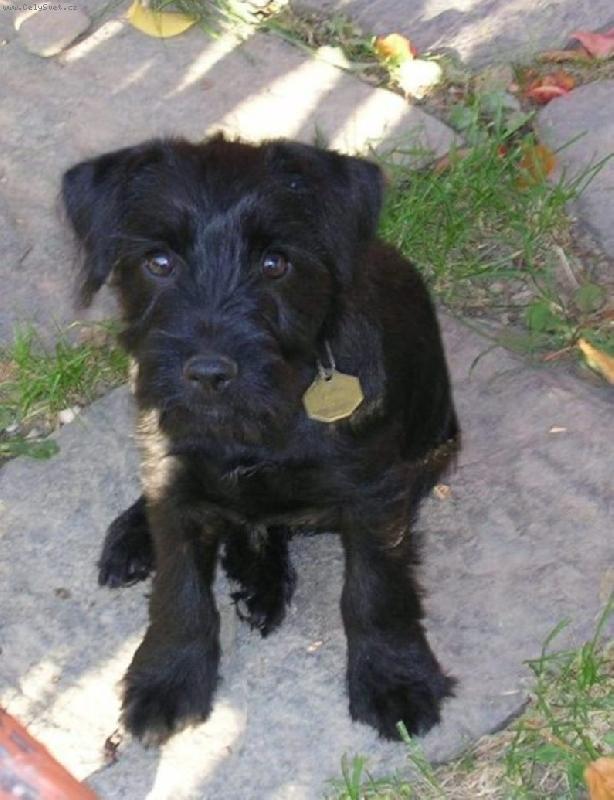 Foto: mil��ek cel� rodiny-m�j kuku� je neodolateln�