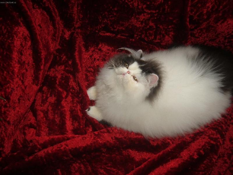 Foto: Belmondo-aaaano uz to vidim...