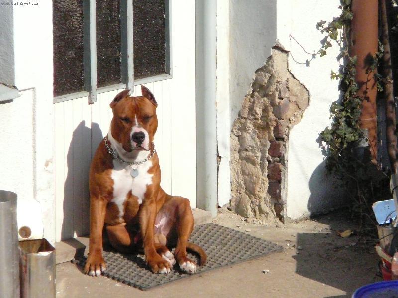 Foto: Atilla-slun��ko mi sv�t� do o��