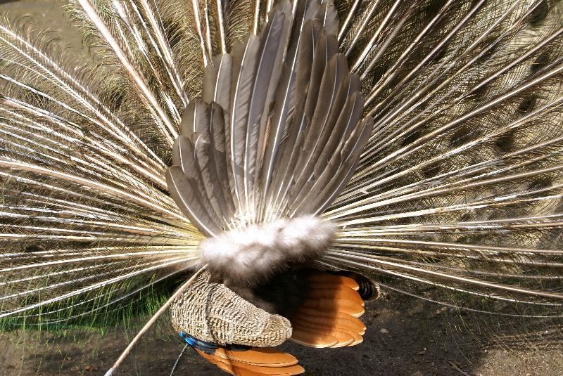 Foto: P�v z rubu-ZOO Jihlava