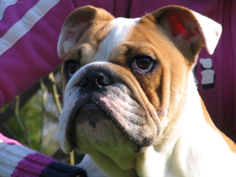 Foto: Jon�ek-Nic mi neunikne