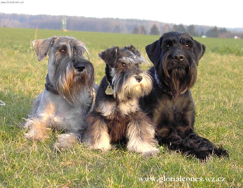 Foto: na�i fous��i-Alex   Corry   M�ja