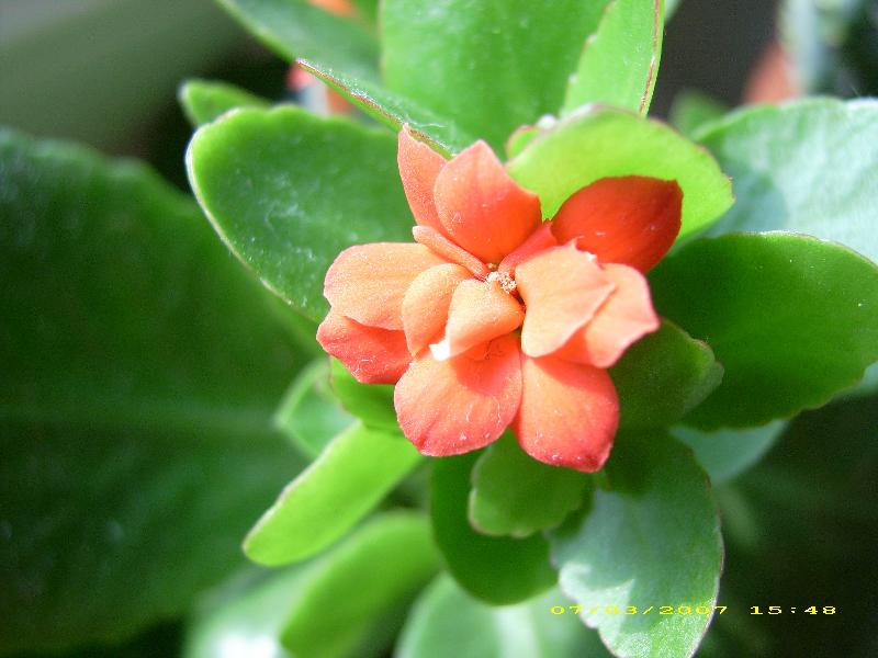 Foto: Kalanchoe