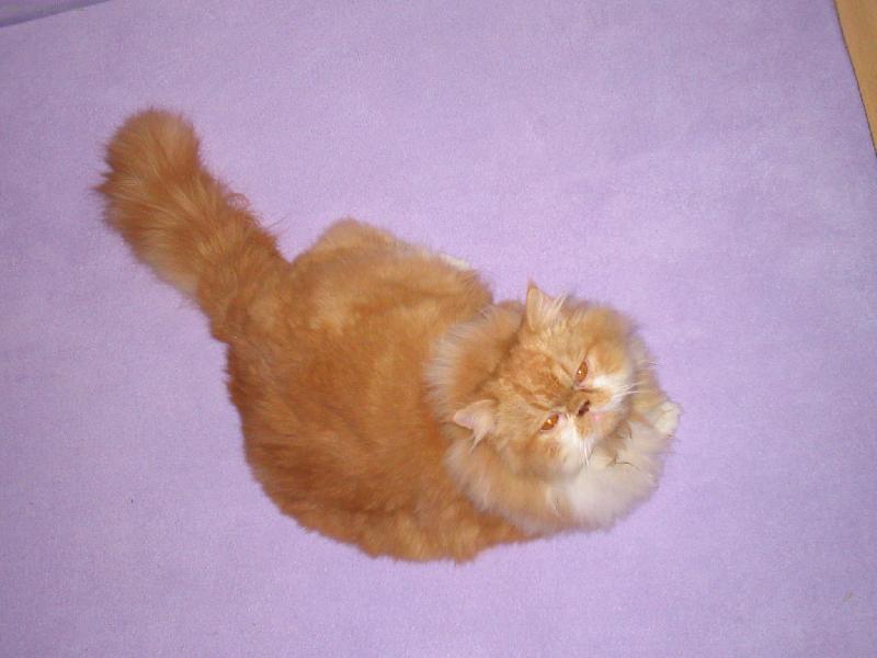 Foto: Pup�-Na t�to fotce je Pum�k u� p�r hodin "hol�i�ikou"-bez kul�k�