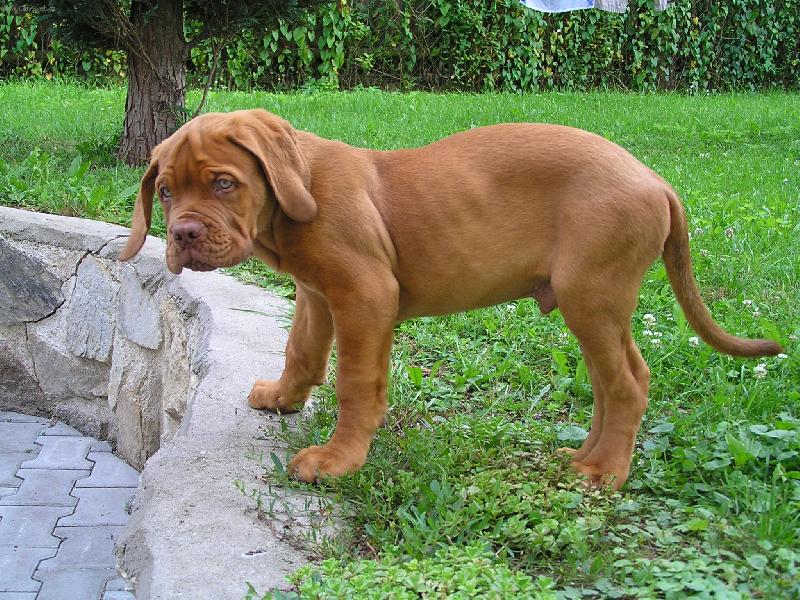 Foto: �t�n� Bordoxsk� Dogy:jmenem Arturs-At�k