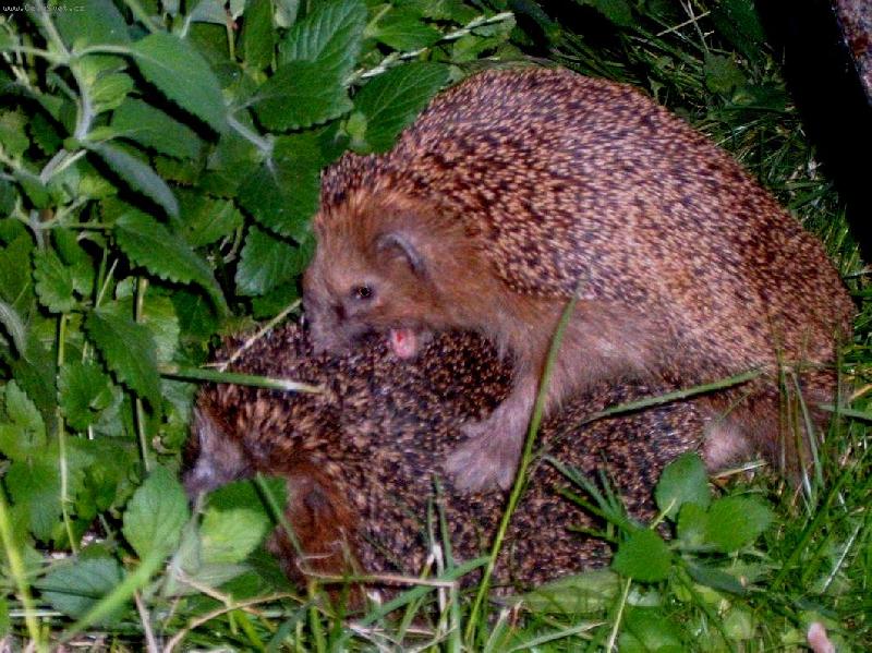 Foto: Ouvej to to p�ch�...-V noci/bohu�el bleskem/