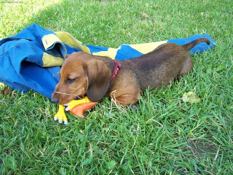 Foto: Vikina-se svoj� nejobl�ben�j�� hra�kou