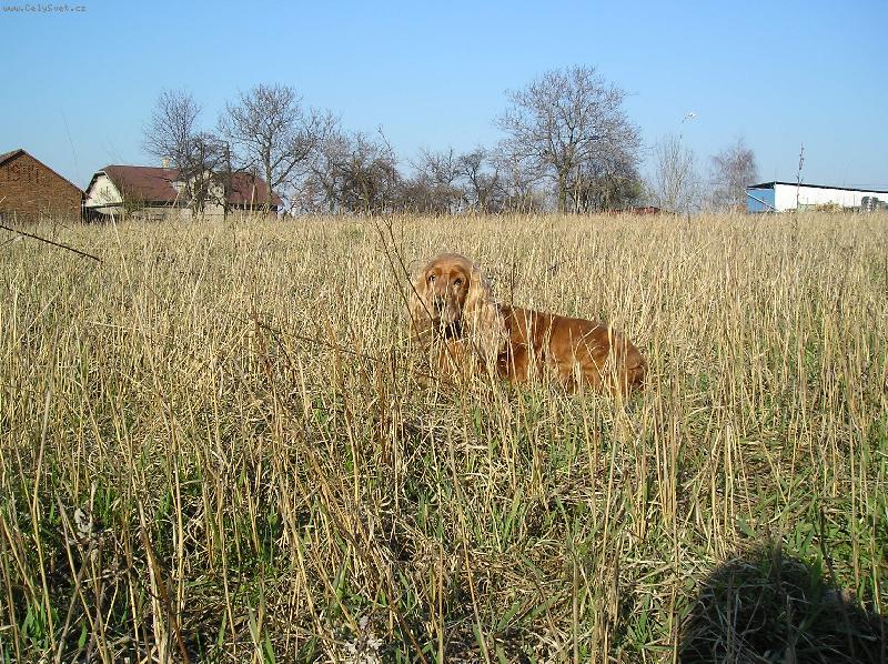 Foto: Shelly-Kdo m� to sleduje ???