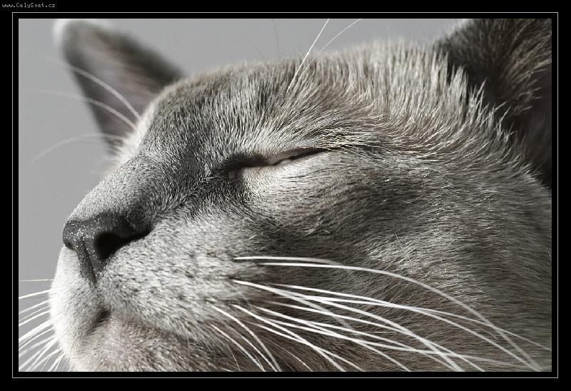 Foto: chilli-... aby se ne�eklo, �e mu p�ibarvuji o�i :o))))