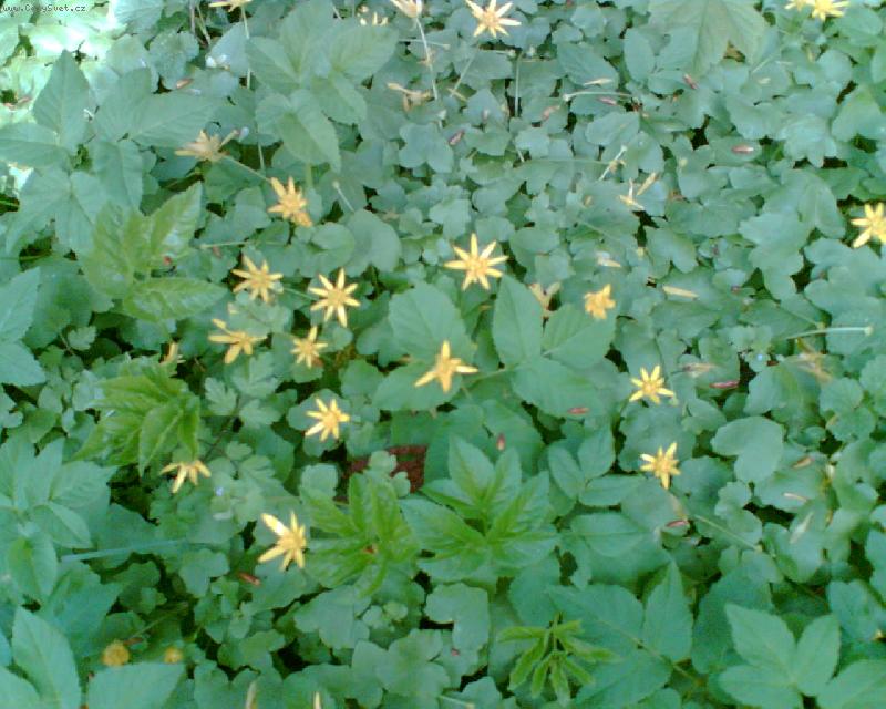 Foto: Pozdrav jara-Orsej jarn�