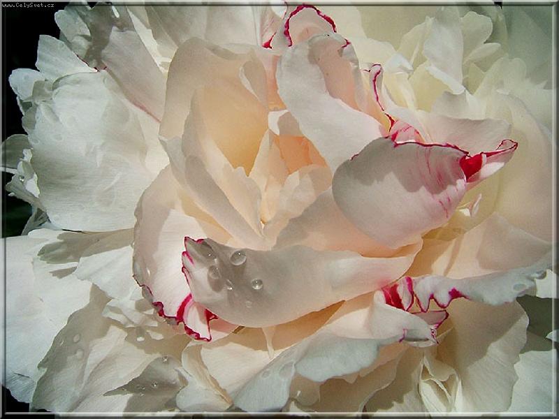 Foto: N�n�...-Kr�lovna mezi kv�tinami