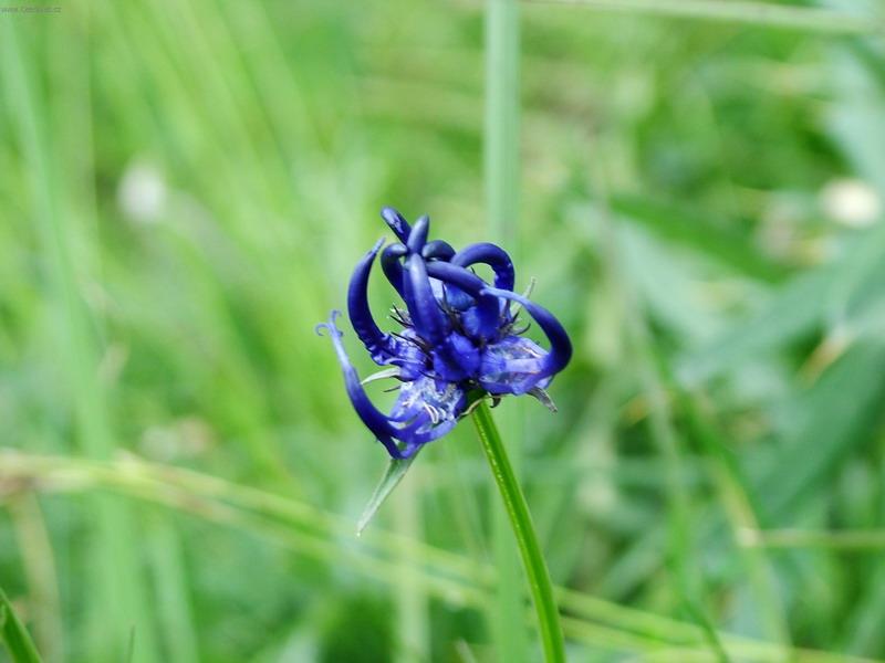 Foto: MAL� FATRA-Modr� kv�tina