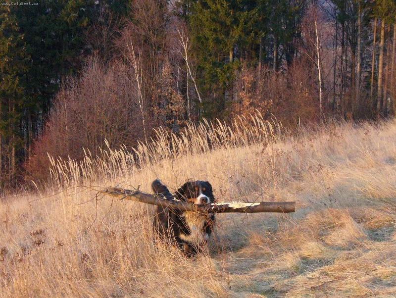 Foto: �koda, �e top�me plynem...