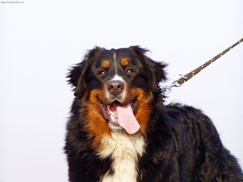 Foto: Achil z Opatovick�ch luk-Jsem spokojenej