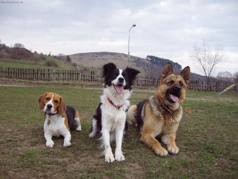 Foto: Sv�t� trojica-Z�ava Biggy, Flopy a Ares