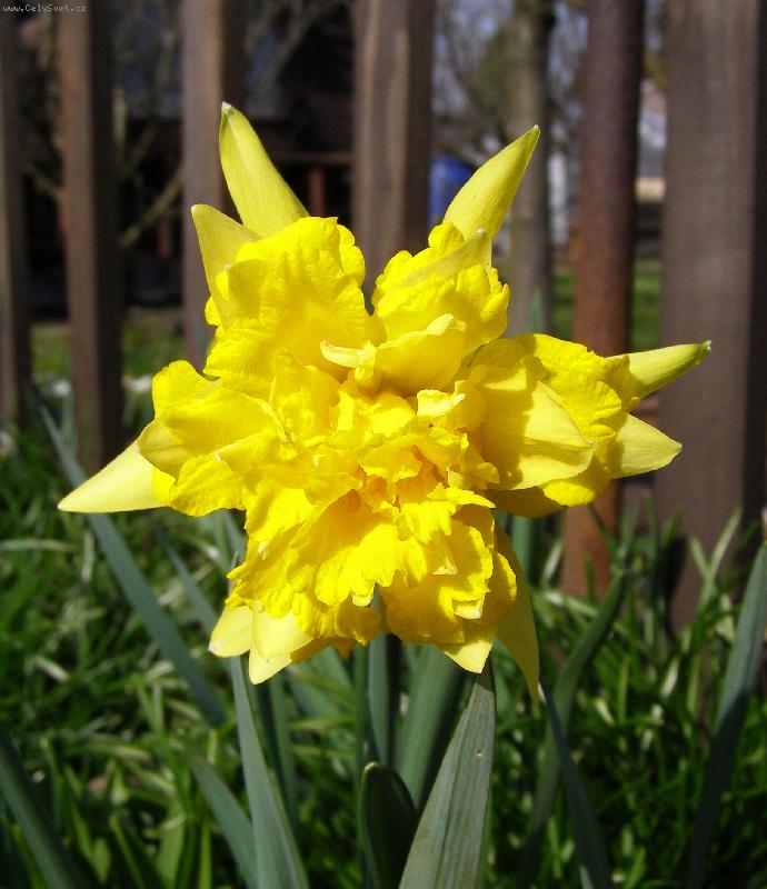 Foto: Jaro ve sv� kr�se....-Narcis