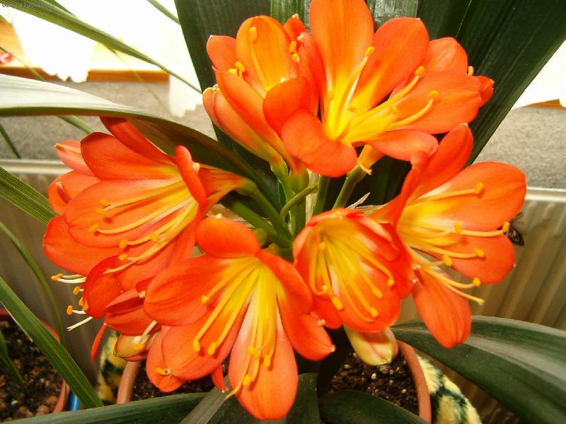 Foto: Oran�ovou�k� kl�vie