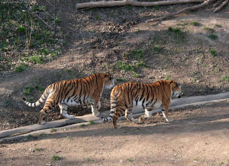 Foto: Tyg��ci-na vandru