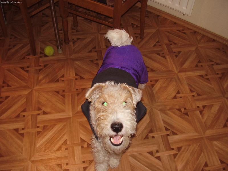 Foto: T�locvik...-...kdo mi bude h�zet ten m��ek..?