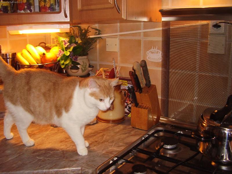 Foto: Pr�zkumn�k-...copak asi je v tom hrnci dobr�ho?