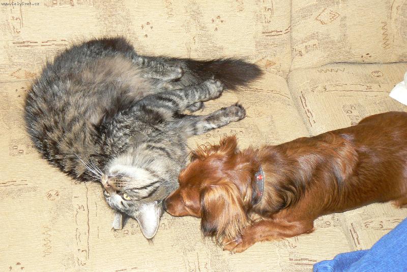 Foto: jako pes a ko�ka-kdo si hraje nezlob�