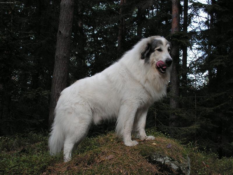 Foto: Monty-Na vych�zce v lese miluju nejv�c sva�inky.