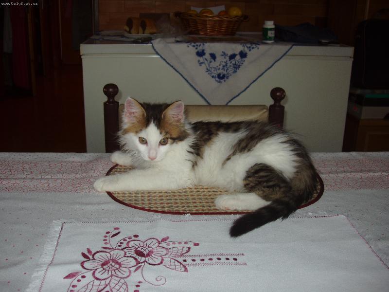 Foto: Kocourek Max�k na podnose-M��eme za��t j�st...