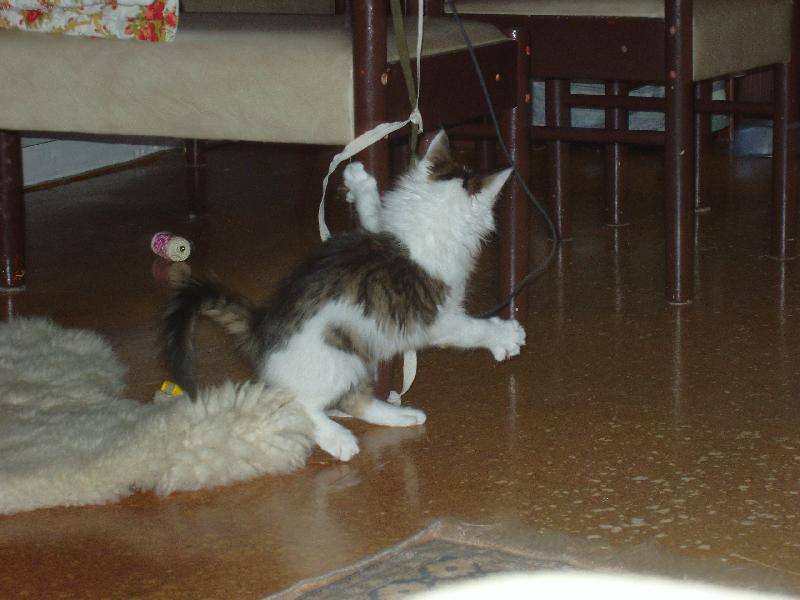 Foto: Jen po�kej, a� t� chyt�m...-Max�k na lovu