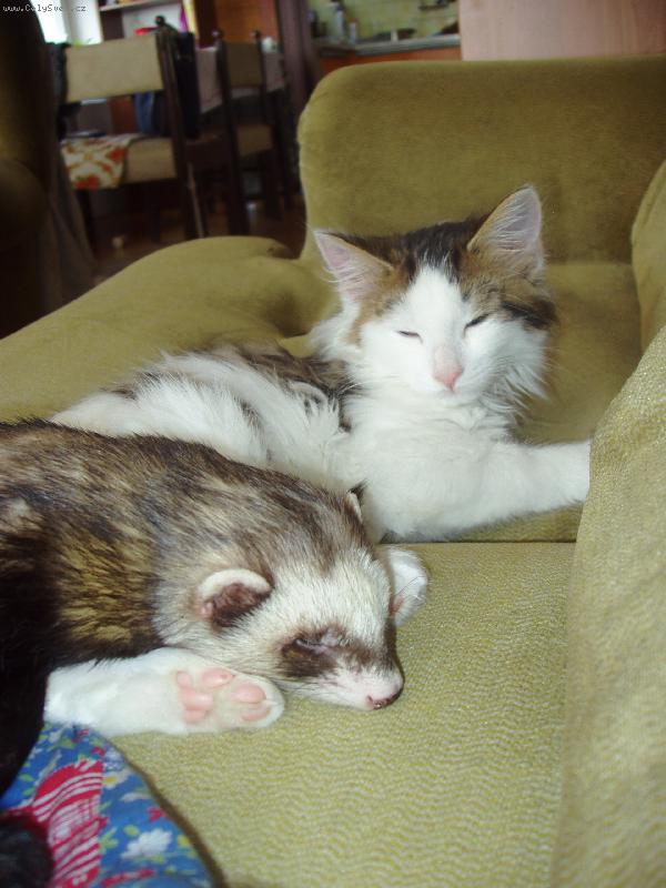 Foto: Nen� nad po��dn� pel�k-Dav�dek a kocourek Max�k