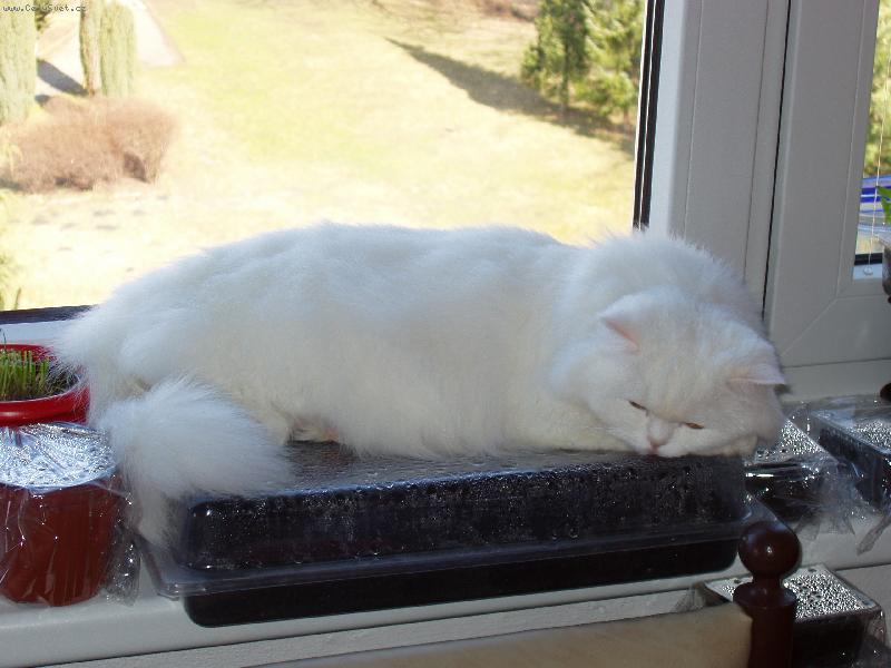 Foto: Eli�ka, jak zah��v� sazeni�ky kyti�ek