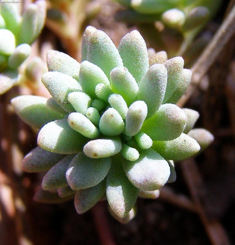 Foto: Skalni�kov� makro sv�t...-Skalni�ka