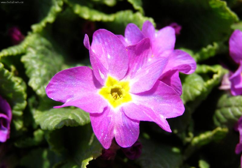 Foto: B�eznov� zahr�dka...-Prvosenka