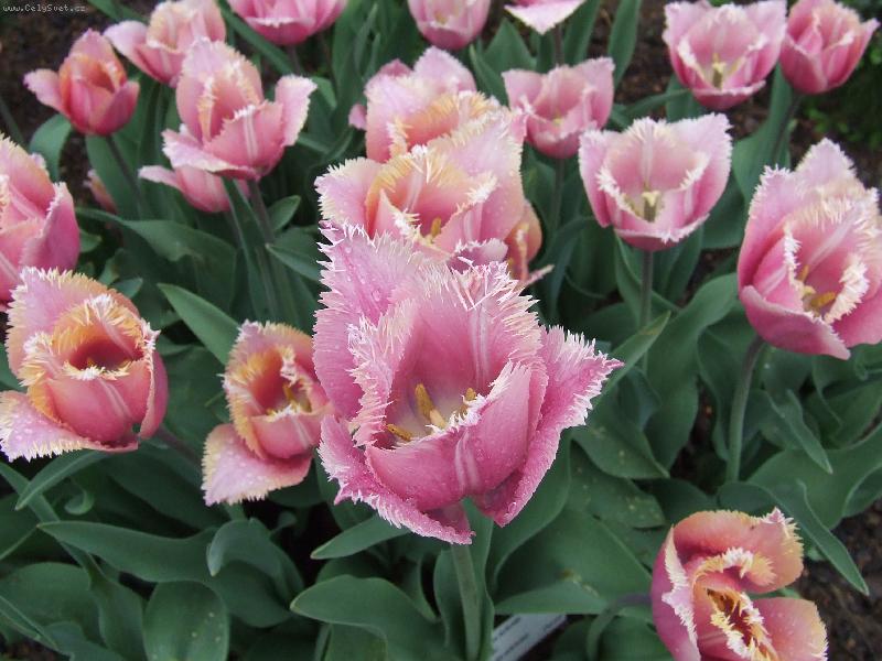 Foto: botanick� zahrada 2006