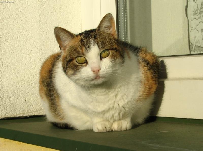 Foto: Micinka-Nejl�pe je na okn�