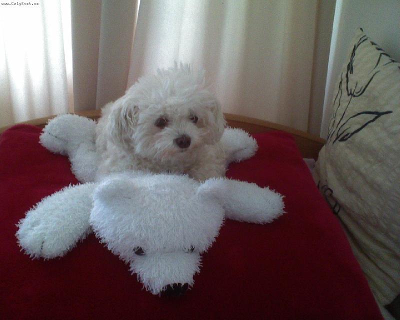 Foto: J� a medv�dek P�