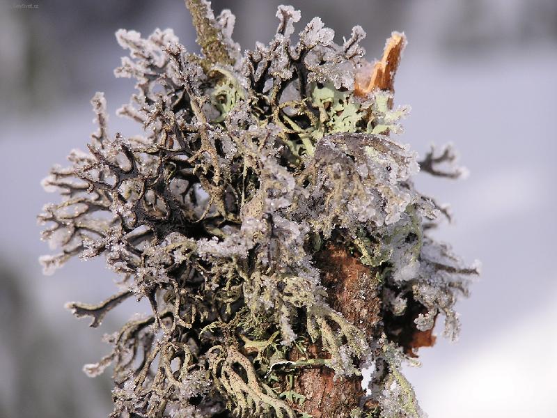 Foto: Mech-Mech v zim� v Krkono��ch