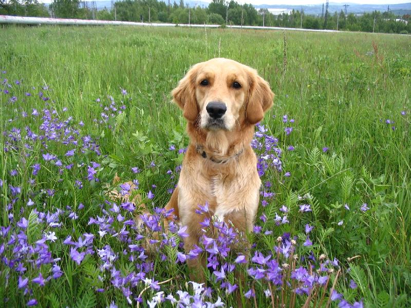 Foto: Mezi zvonky-Barunka na louce