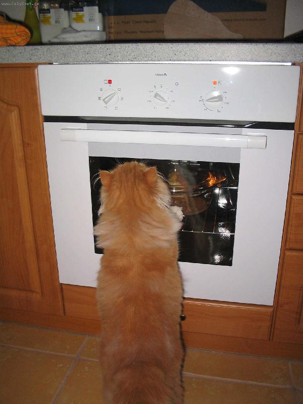 Foto: Pum�k-mnam, mnam, mas�ko se u� pe�e