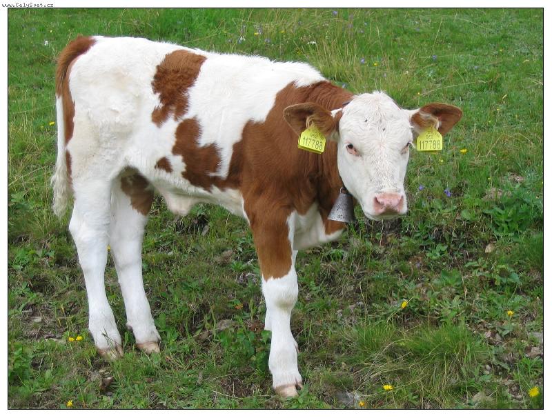 Foto: j� jsem z krkono�...