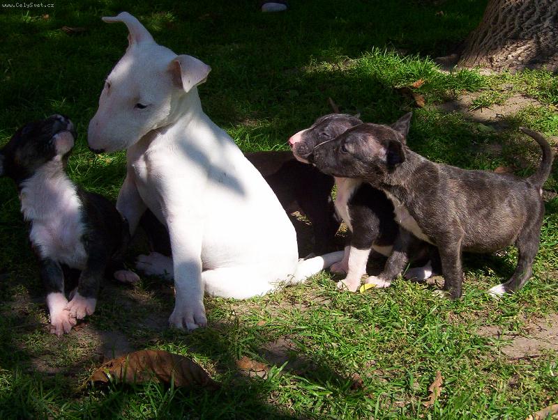 Foto: Je�t� poh�dku pros�m....-Bul��� �kolka :)