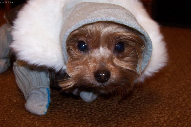 Foto: chystam se ven-velk� zima