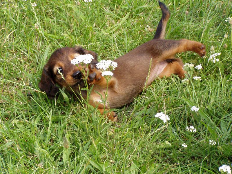 Foto: Hr�tky v tr�v�-Na�e Nelly m�la p�t �t���tek malinkat�ch jezev���k�.to je jeden z nich